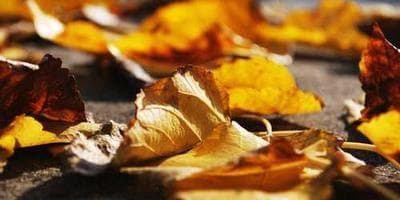 Mindfulness for Students